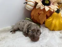 Paisley , a female Miniature Dachshund for sale in Stoutland, MO – 6 of 9