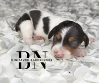 Cera, a female Miniature Dachshund for sale in Stoutland, MO – 2 of 4