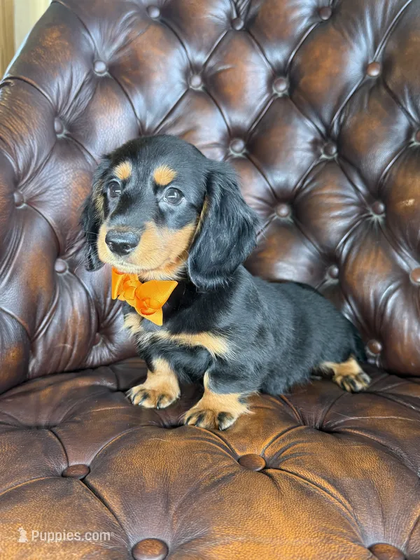 Archer – Miniature Dachshund puppy for sale in Stoutland, MO