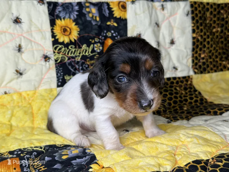 Spike – Miniature Dachshund puppy for sale in Stoutland, MO