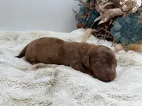 Rhett, a male Dachshund for sale in Stoutland, MO – 2 of 4
