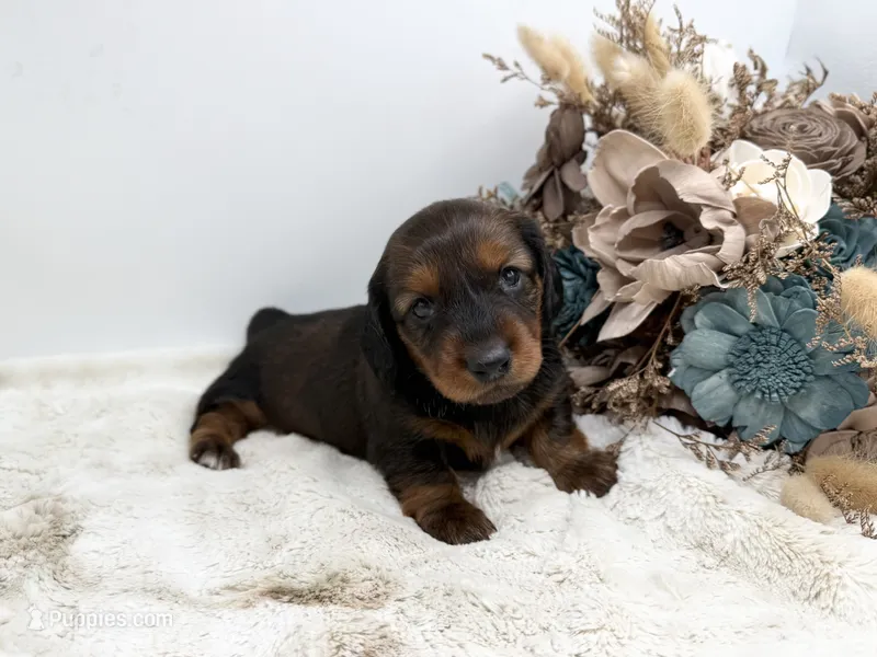 Ranger – Dachshund puppy for sale in Stoutland, MO