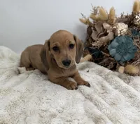 Peaches, a female Miniature Dachshund for sale in Stoutland, MO – 7 of 7