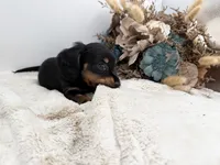 Opal, a female Dachshund for sale in Stoutland, MO – 6 of 7