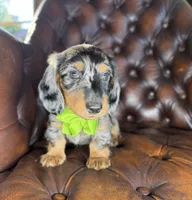 Diesel, a male Miniature Dachshund for sale in Stoutland, MO – 5 of 7