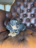 Cashew, a male Miniature Dachshund for sale in Stoutland, MO – 2 of 8