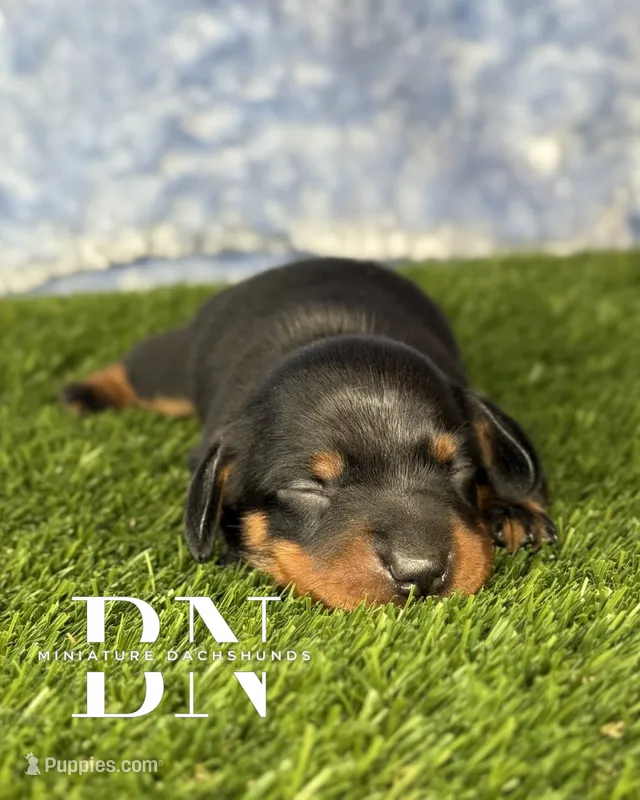 Carina – Miniature Dachshund puppy for sale in Stoutland, MO
