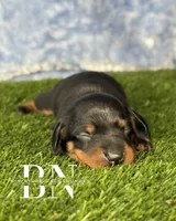 Carina, a female Miniature Dachshund for sale in Stoutland, MO – 1 of 6