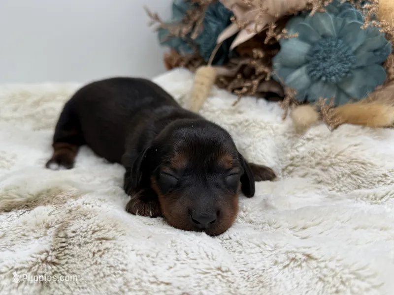 Ranger – Dachshund puppy for sale in Stoutland, MO