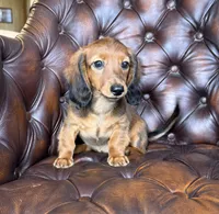 Ivy, a female Dachshund for sale in Stoutland, MO – 10 of 10