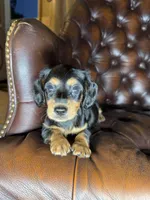 Waylon, a male Miniature Dachshund for sale in Stoutland, MO – 3 of 8