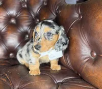 Merle, a male Miniature Dachshund for sale in Stoutland, MO – 5 of 8