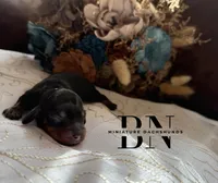 Tutti Fruitti, a female Miniature Dachshund for sale in Stoutland, MO – Photo 1 of 6