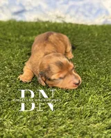Rusty, a male Miniature Dachshund for sale in Stoutland, MO – 4 of 4