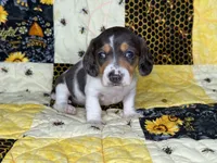 Cera, a female Miniature Dachshund for sale in Stoutland, MO – 8 of 8