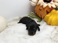Noah, a male Miniature Dachshund for sale in Stoutland, MO – 3 of 4
