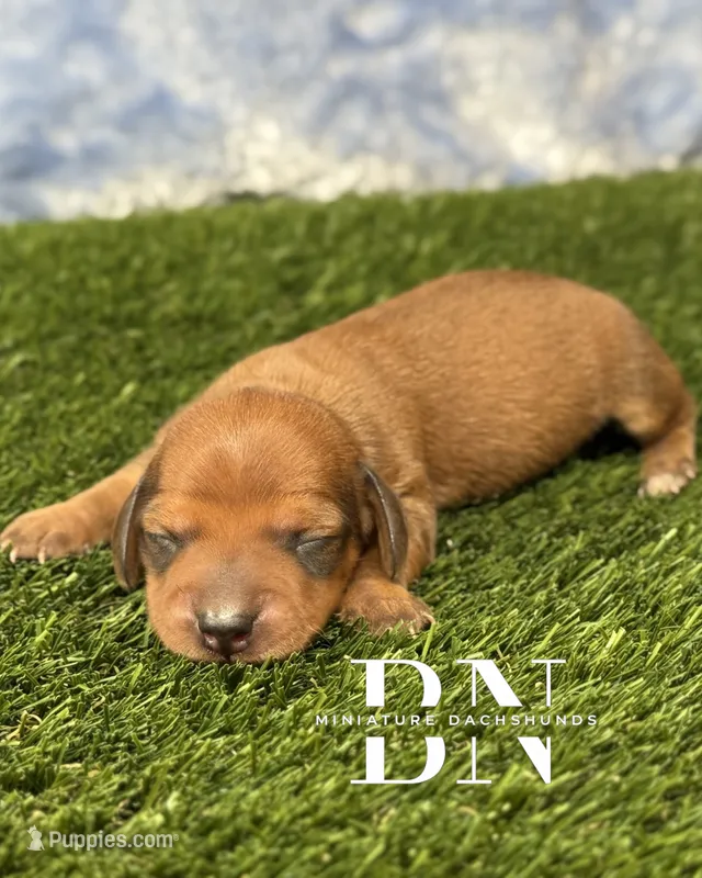Copper – Miniature Dachshund puppy for sale in Stoutland, MO