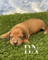 Copper, a male Miniature Dachshund for sale in Stoutland, MO – 1 of 5