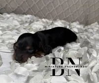 Waylon, a male Miniature Dachshund for sale in Stoutland, MO – 2 of 4