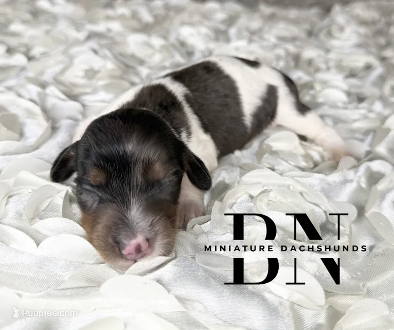 Spike – Miniature Dachshund puppy for sale in Stoutland, MO
