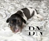 Spike, a male Miniature Dachshund for sale in Stoutland, MO – 1 of 4