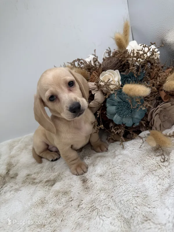 Butters – Miniature Dachshund puppy for sale in Stoutland, MO