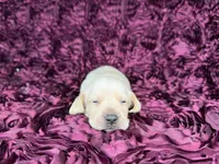 Butters, a male Miniature Dachshund for sale in Stoutland, MO – 3 of 4