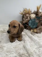 Peaches, a female Miniature Dachshund for sale in Stoutland, MO – 3 of 7