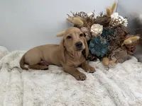 Goldie, a female Dachshund for sale in Stoutland, MO – 5 of 7