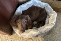 JJ (AKC), a male Dachshund for sale in Stoutland, MO – 7 of 7