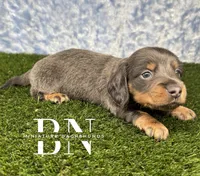 Echo, a male Miniature Dachshund for sale in Stoutland, MO – 5 of 5