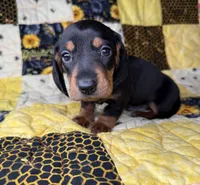 Bentley, a male Miniature Dachshund for sale in Stoutland, MO – 6 of 7
