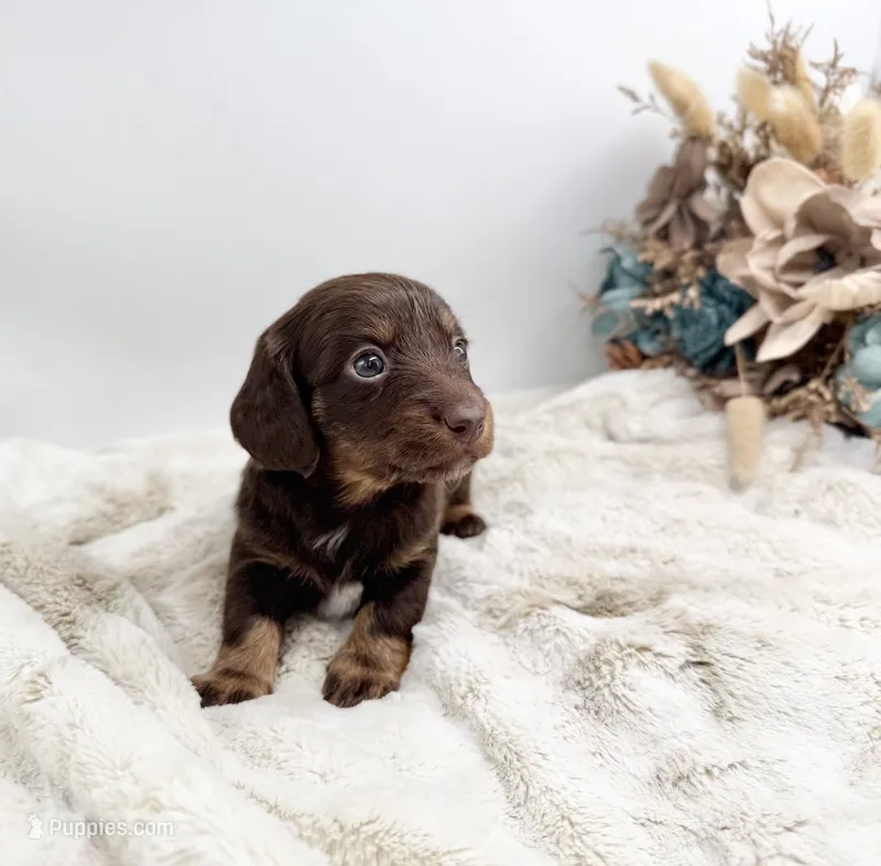 Luna – Dachshund puppy for sale in Stoutland, MO