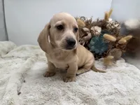 Butters, a male Miniature Dachshund for sale in Stoutland, MO – 9 of 10