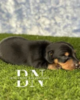 Astro, a male Miniature Dachshund for sale in Stoutland, MO – 2 of 5