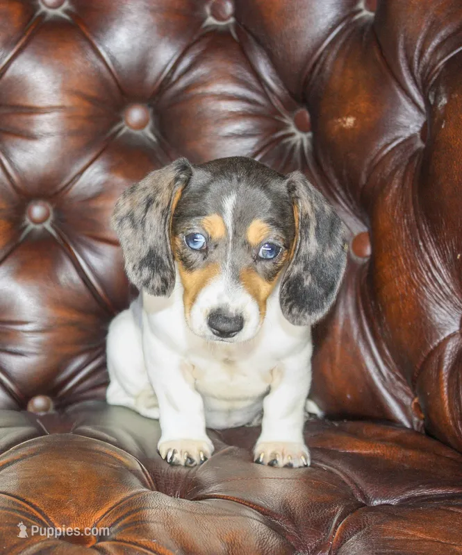 Cera – Miniature Dachshund puppy for sale in Stoutland, MO