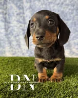 Lemon Drop, a female Miniature Dachshund for sale in Stoutland, MO – 3 of 9