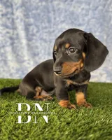 Lemon Drop, a female Miniature Dachshund for sale in Stoutland, MO – 1 of 9