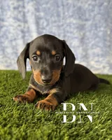 Lemon Drop, a female Miniature Dachshund for sale in Stoutland, MO – 9 of 9