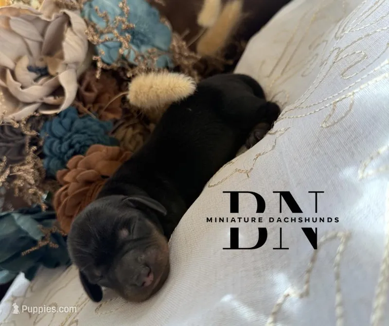 Lemon Drop – Miniature Dachshund puppy for sale in Stoutland, MO