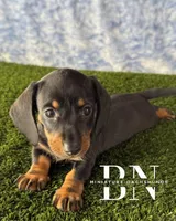 Lemon Drop, a female Miniature Dachshund for sale in Stoutland, MO – 4 of 9
