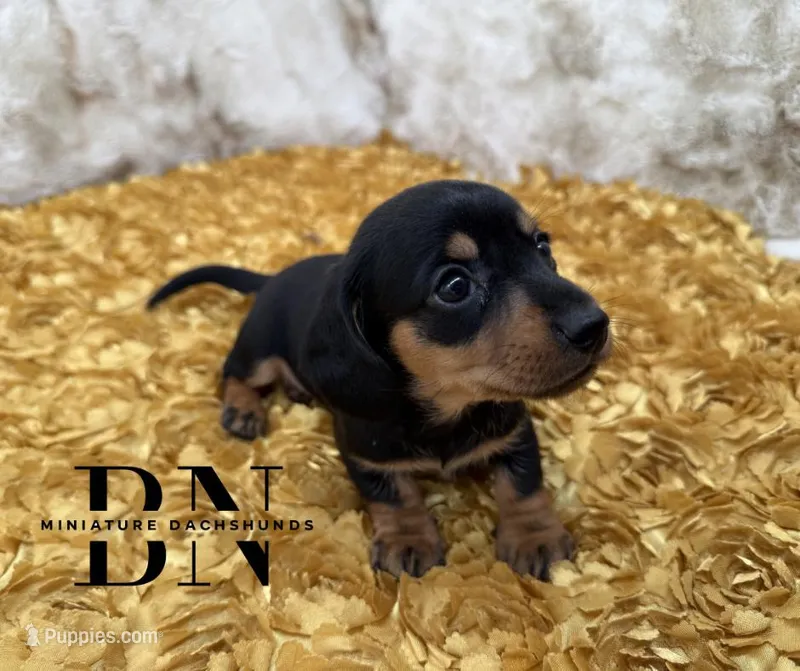 Lemon Drop – Miniature Dachshund puppy for sale in Stoutland, MO