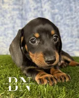 Lemon Drop, a female Miniature Dachshund for sale in Stoutland, MO – 8 of 9