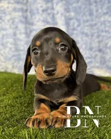 Lemon Drop, a female Miniature Dachshund for sale in Stoutland, MO – 6 of 9