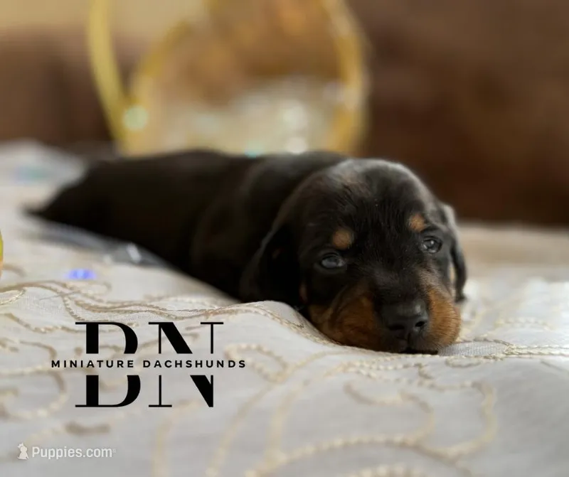Lemon Drop – Miniature Dachshund puppy for sale in Stoutland, MO