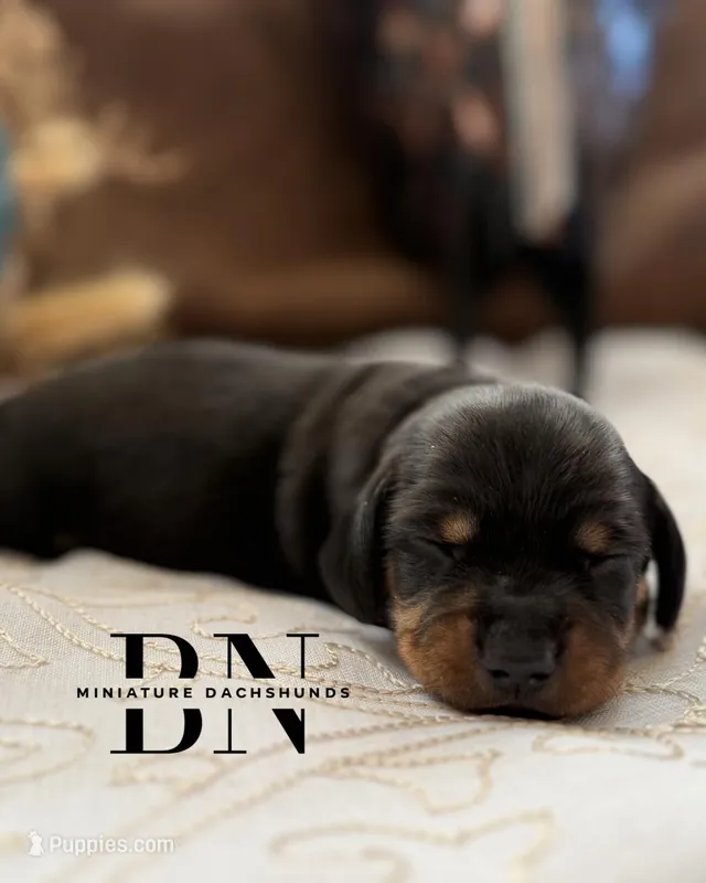 Lemon Drop – Miniature Dachshund puppy for sale in Stoutland, MO