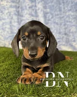 Lemon Drop, a female Miniature Dachshund for sale in Stoutland, MO – 7 of 9