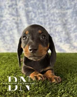 Lemon Drop, a female Miniature Dachshund for sale in Stoutland, MO – 5 of 9