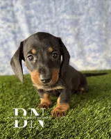 Lemon Drop, a female Miniature Dachshund for sale in Stoutland, MO – 2 of 9