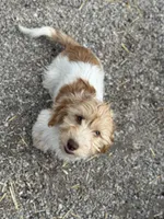 Pixie, a female Miniature Dachshund for sale in Stoutland, MO – Photo 4 of 4